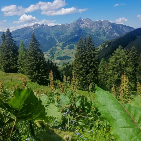 Bildergalerien | Ferienwohnung Langwallner für Ihren Urlaub in Großarl | Sommer und Winter