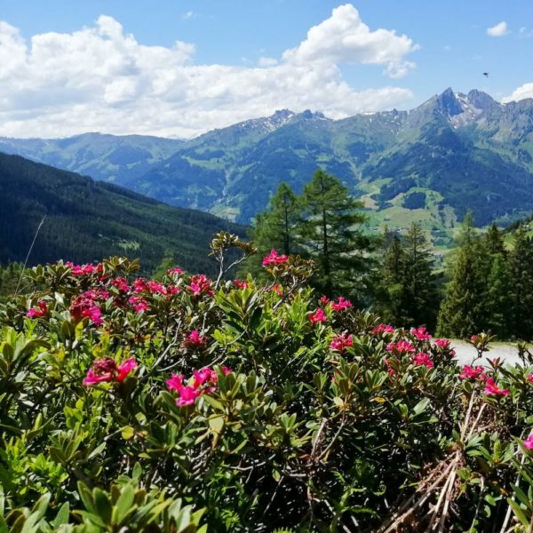 Bildergalerien | Ferienwohnung Langwallner für Ihren Urlaub in Großarl | Sommer und Winter