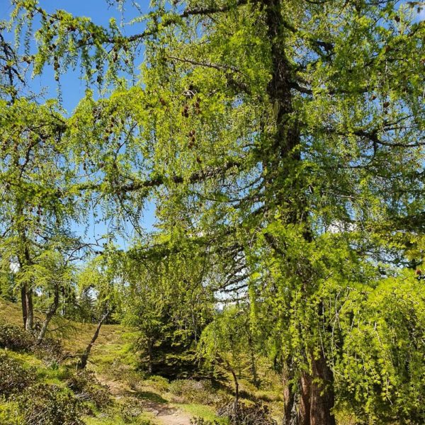Bildergalerien | Ferienwohnung Langwallner für Ihren Urlaub in Großarl | Sommer und Winter