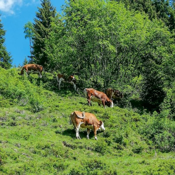 Bildergalerien | Ferienwohnung Langwallner für Ihren Urlaub in Großarl | Sommer und Winter