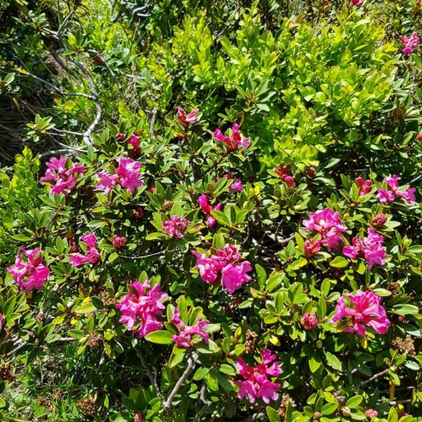 Bildergalerien | Ferienwohnung Langwallner für Ihren Urlaub in Großarl | Sommer und Winter