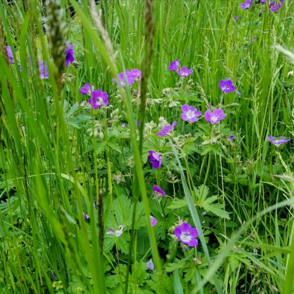 Bildergalerien | Ferienwohnung Langwallner für Ihren Urlaub in Großarl | Sommer und Winter