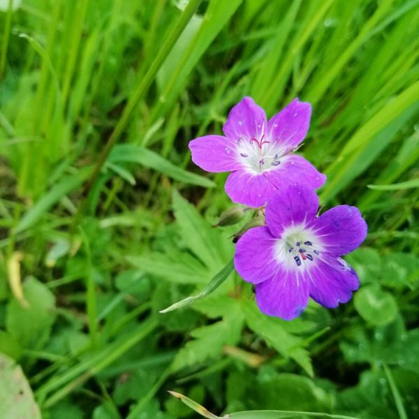 Bildergalerien | Ferienwohnung Langwallner für Ihren Urlaub in Großarl | Sommer und Winter