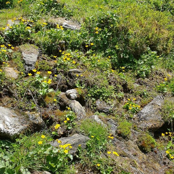 Bildergalerien | Ferienwohnung Langwallner für Ihren Urlaub in Großarl | Sommer und Winter