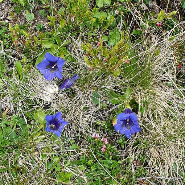 Bildergalerien | Ferienwohnung Langwallner für Ihren Urlaub in Großarl | Sommer und Winter